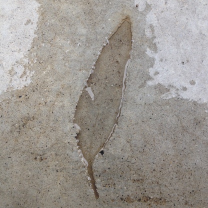 Eucalyptus trace fossil in concrete